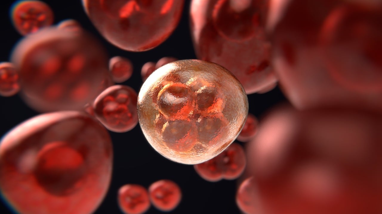 pembelahan mitosis dan meiosis
